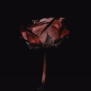 Meet your Posher, Piper